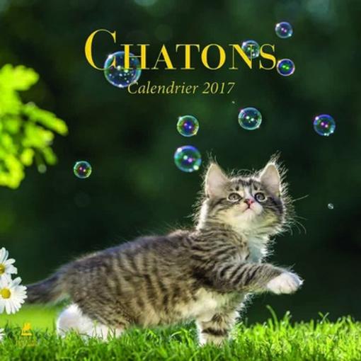 Vente Livre :                                    Calendrier chatons 2017
- Collectif                                     