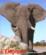 L'éléphant, mythes et réalités